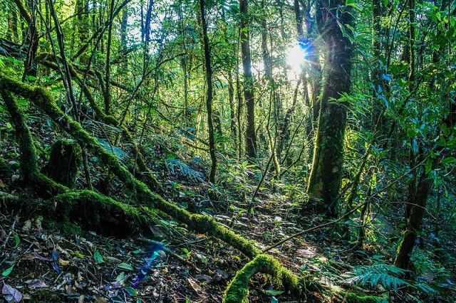 Taman Nasional Siberut