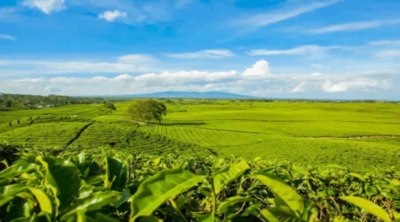 Wisata Sidamanik