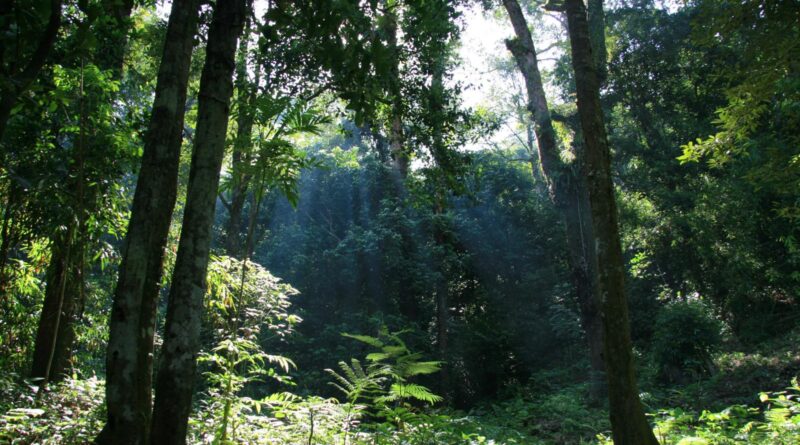 Taman Nasional Gunung Palung